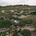Olive branches tied with white ribbons—simple, natural elegance.